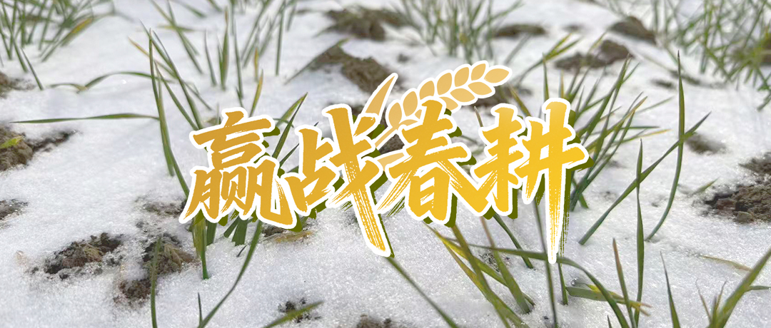 以“动”制“冻”，小麦雪后保卫战